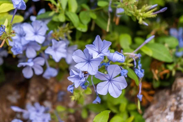 Bahçedeki Güzel Mor Plumbago Auriculata Çiçeklerinin Yakın Çekimi — Stok fotoğraf