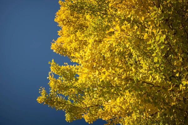Uma Imagem Árvores Com Folhas Amarelas Durante Céu Azul Estação — Fotografia de Stock