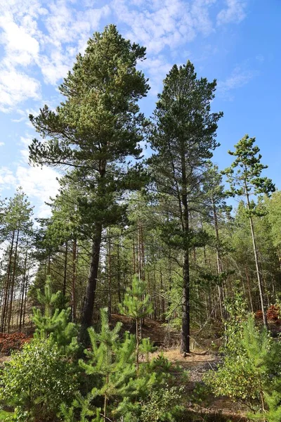 Plan Vertical Grands Arbres Verts Dans Une Forêt Sous Ciel — Photo
