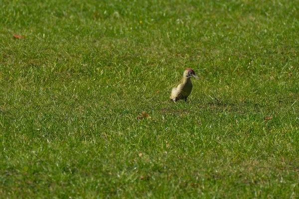 Closeup Shot Green Woodpecker Walking Green Grass Sunny Day — Stock Photo, Image