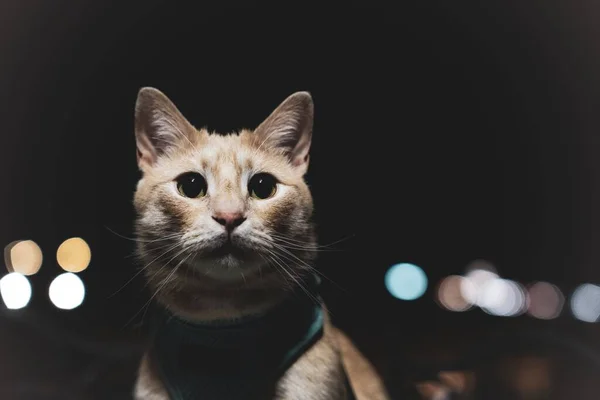 一只桔子猫的特写镜头 夜间带着安全带在外面 — 图库照片