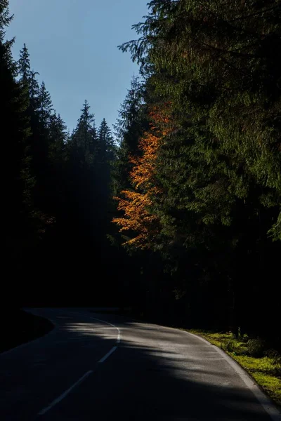 Pionowe Ujęcie Krzywej Ścieżki Przez Jesienny Las — Zdjęcie stockowe