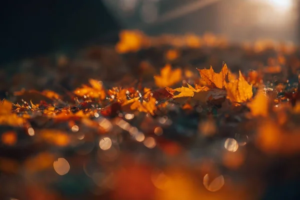 Krásné Zlaté Listy Zemi Podzim Podzim — Stock fotografie