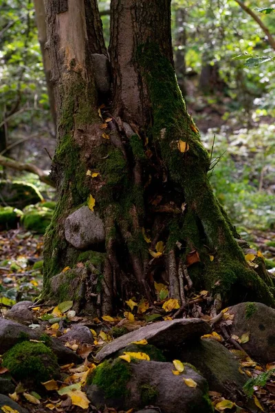 Tiro Vertical Uma Árvore Coberta Com Musgo Verde Uma Floresta — Fotografia de Stock