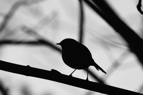 Eine Graustufenaufnahme Der Silhouette Eines Vogels Der Auf Einem Ast — Stockfoto