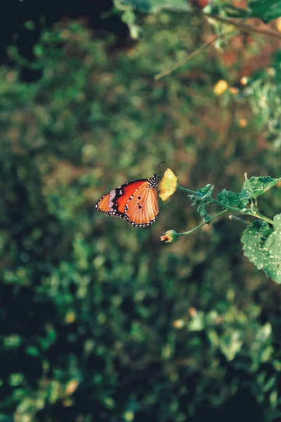 Selektywny Ogniskowanie Zwykły Tygrys Motyl Usiadł Zielonej Roślinie — Zdjęcie stockowe
