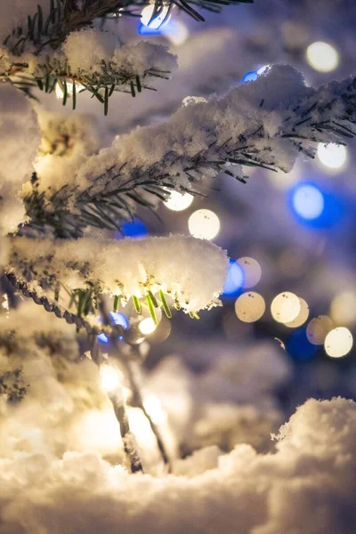 Closeup Snow Covered Spruce Branch Bokeh Lights Background — Stock Photo, Image