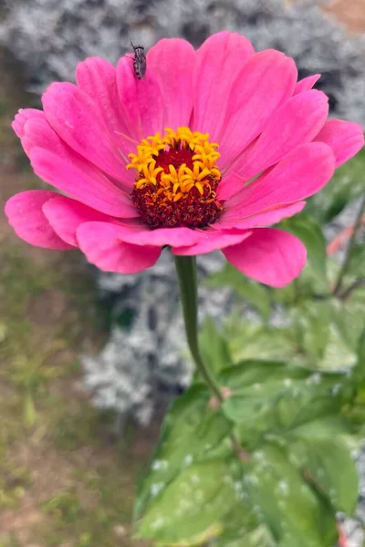 Egy Lila Zinnia Virág Kertben — Stock Fotó