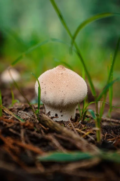 森の中で栽培されている食用の一般的なパフボール リコプタードン ペルラテウム のクローズアップ — ストック写真