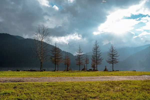 Die Bäume Auf Dem Feld Mit Großen Bergen Und Wäldern — Stockfoto