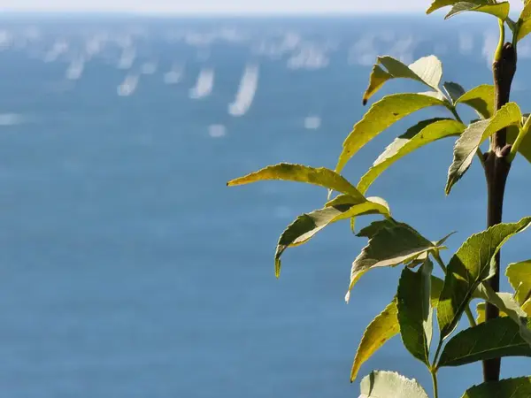 青い海の背景に太陽の光が当たる緑の葉の植物の浅い焦点 — ストック写真
