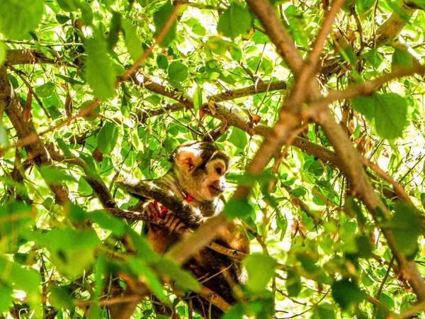 A fluffy monkey sitting on a tree, Rio, Brazil