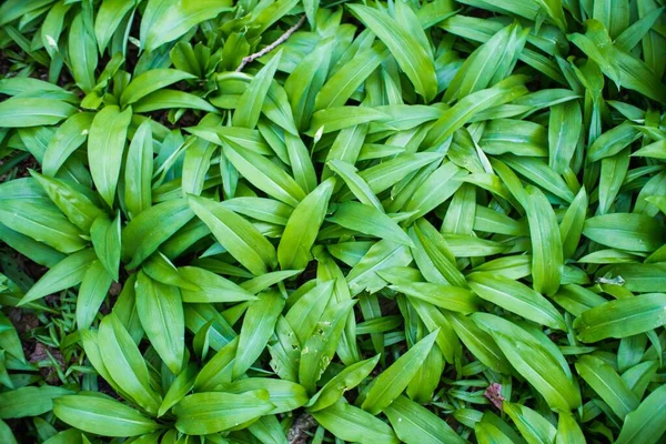 Detailní Záběr Zelené Listy Divokého Česneku — Stock fotografie