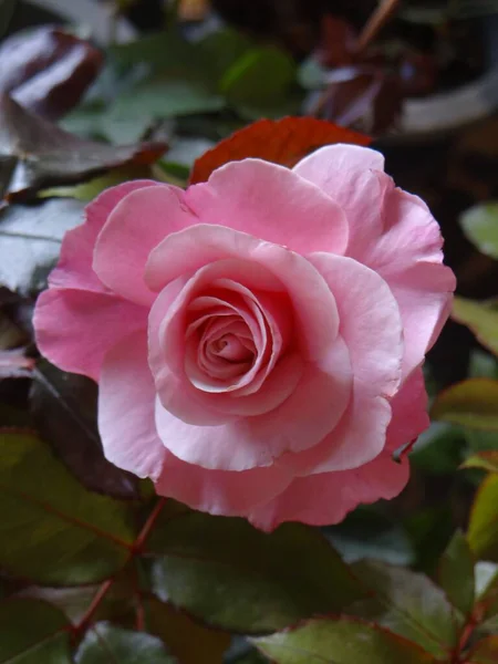 在夏日的花园里 一朵美丽的玫瑰在柔和的粉色阴影下绽放 这是一张特写镜头 — 图库照片