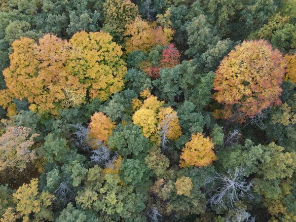Överblick Över Ett Hösttätt Skogsområde Med Färgglada Träd — Stockfoto