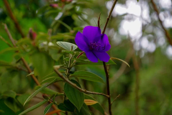 Parku Boqueron Można Znaleźć Różne Rodzaje Kwiatów Takie Jak Ten — Zdjęcie stockowe