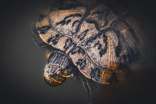 Крупный План Желтоухой Черепахи Плавающей Пруду — стоковое фото