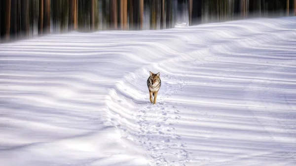 A coyote is calmly walking on the snow, along with the shadow of the woods and the morning sunlight.
