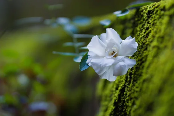 Close Uma Flor Camélia Branca — Fotografia de Stock