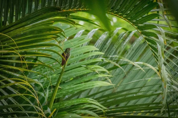 Eine Nahaufnahme Tropischer Pflanzenblätter — Stockfoto