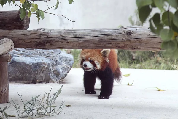 Közelkép Egy Kisebb Pandáról Vörös Panda Amint Állatkertben Sétál — Stock Fotó