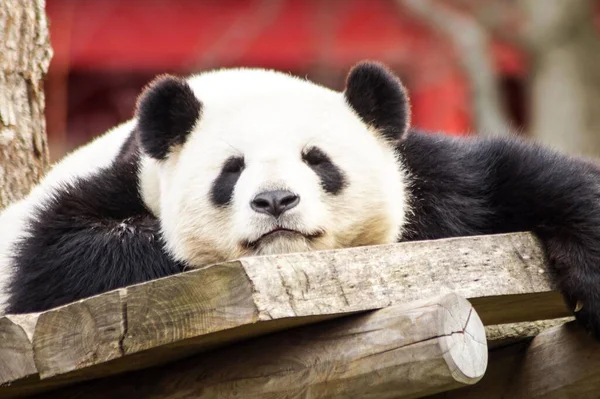 Közeli Kép Egy Aranyos Panda Feküdt Egy Fórumon — Stock Fotó