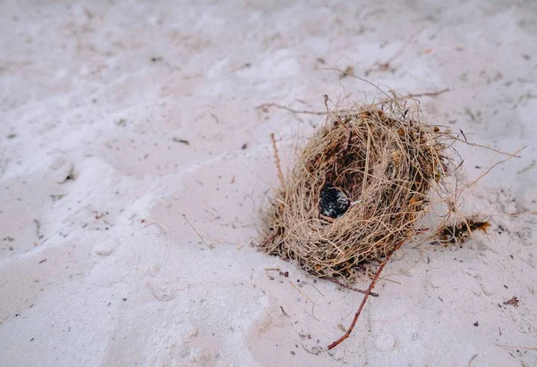 Closeup Birds Nest Sandy Shore Beach Daytime — Stock Photo, Image