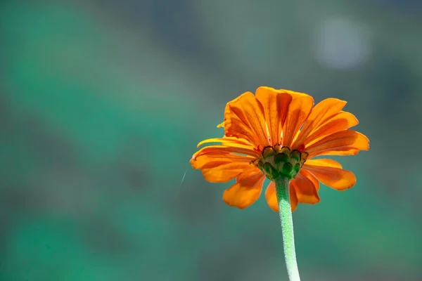 Ένα Κοντινό Πλάνο Του Κεφαλιού Ενός Πορτοκαλιού Λουλουδιού Marigold Και — Φωτογραφία Αρχείου