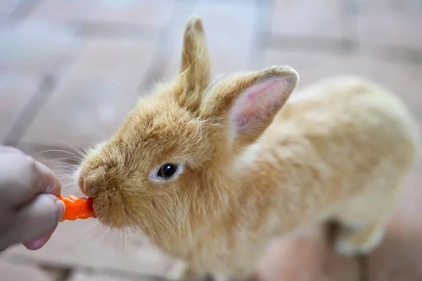 Human Feeding Fluffy Ginger Bunny — Stock Photo, Image