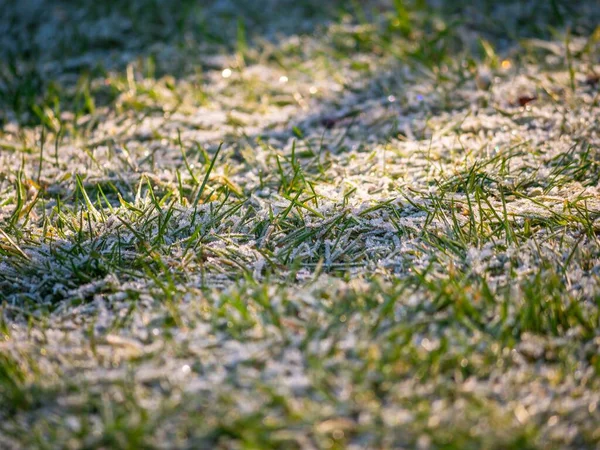 Eine Selektive Fokusaufnahme Von Schneebedecktem Gras Auf Einer Wiese — Stockfoto