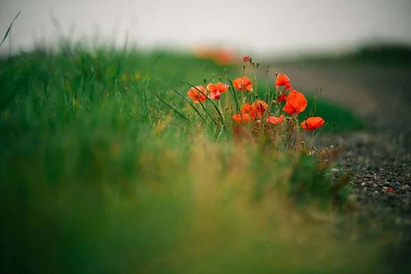 Ein Strauß Mohn Der Straßenrand Wächst — Stockfoto