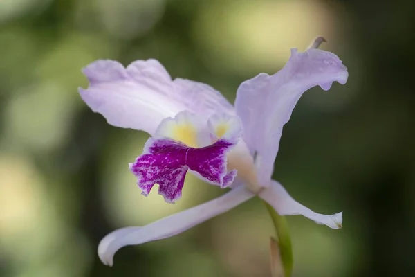 Zbliżenie Ujęcie Purpurowego Orchidei Kwiat Odizolowany Rozmytym Tle — Zdjęcie stockowe