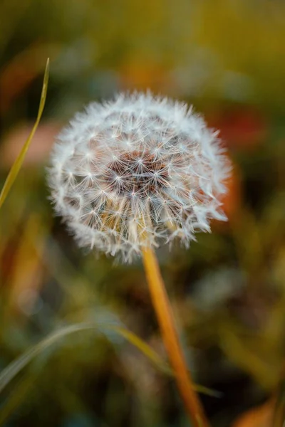 Olgun Bir Karahindiba Çiçeğinin Dikey Görüntüsü Bulanık Bir Arkaplanda — Stok fotoğraf