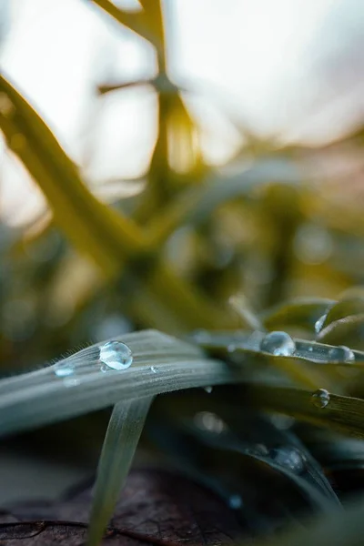 雨の後の湿った緑の草の垂直ショット — ストック写真