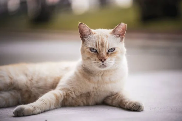 Egy Fehér Közösségi Macska Fekszik Földön Egy Dühös Pillantással — Stock Fotó
