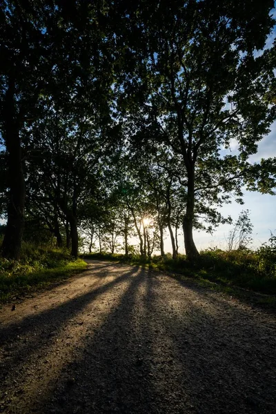 昼間に太陽の光に照らされた背の高い細い木に囲まれた道の垂直ショット — ストック写真