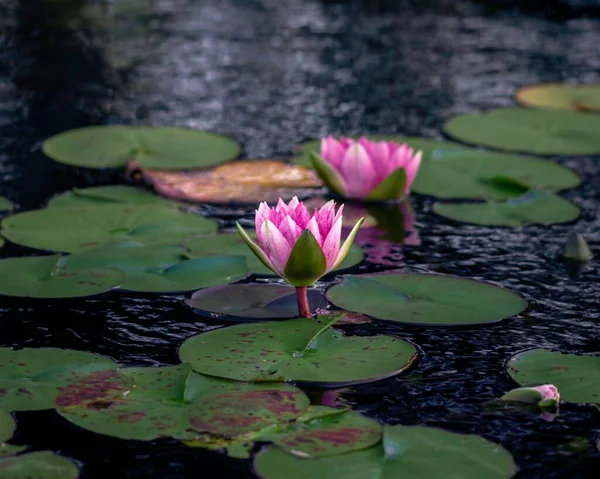 Two Pink Water Lilies Pond — Stock Photo, Image