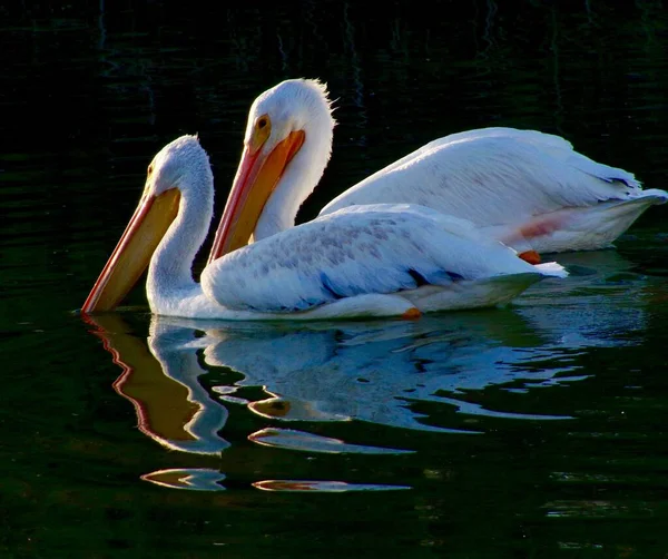 Eine Nahaufnahme Von Majestätischen Weißen Pelikanen Die Einem Ruhigen See — Stockfoto