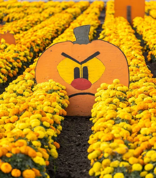 Balkabağı Çiftliğindeki Sarı Kadife Çiçekleri Arasındaki Sevimli Balkabağı Işaretinin Dikey — Stok fotoğraf