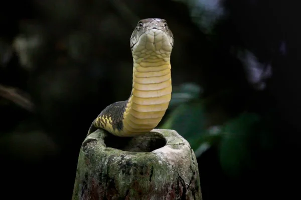 毒蛇王眼镜蛇以防御的姿态站在毒蛇洞巢的顶部 以致命的毒蛇王眼镜蛇为衣 — 图库照片