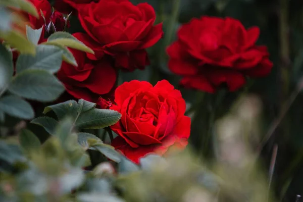 Μια Όμορφη Θέα Των Κόκκινων Τριαντάφυλλων Στον Κήπο — Φωτογραφία Αρχείου