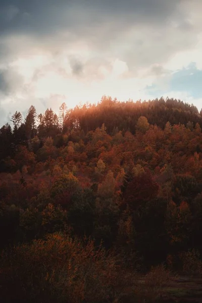 Вертикальный Снимок Осенних Деревьев Лесу — стоковое фото