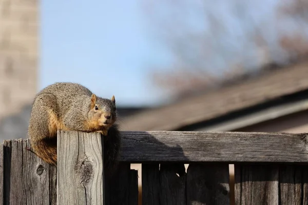 Close Uma Bela Raposa Esquilo Sentado Uma Cerca Madeira Luz — Fotografia de Stock
