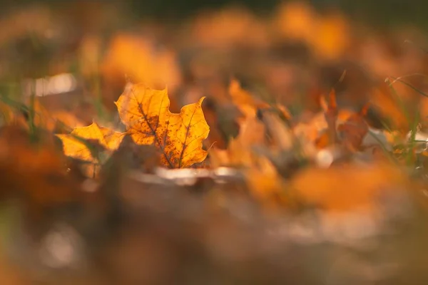 Close Shot Golden Leaves Ground Autumn Fall — Stock Photo, Image