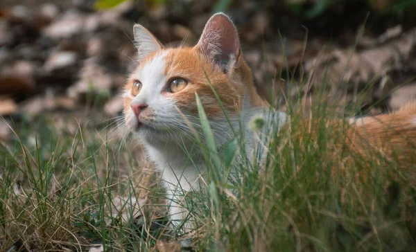 Närbild Tabby Katt Sitter Grönt Gräs — Stockfoto