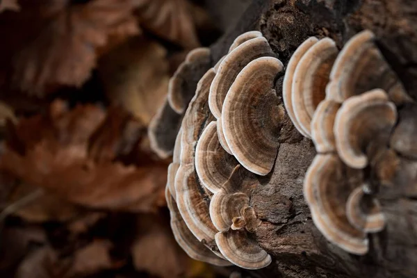 Eine Nahaufnahme Von Einem Hohen Mit Pilzen Bedeckten Ast Einem — Stockfoto