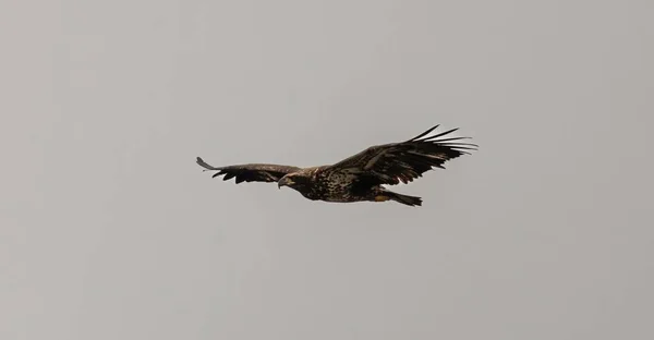 Bald Eagle Flight White Sky — Stock Photo, Image