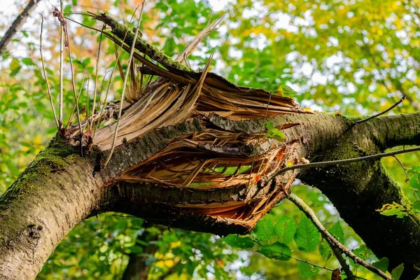 Close Log Quebrado Uma Árvore Uma Floresta Verde — Fotografia de Stock