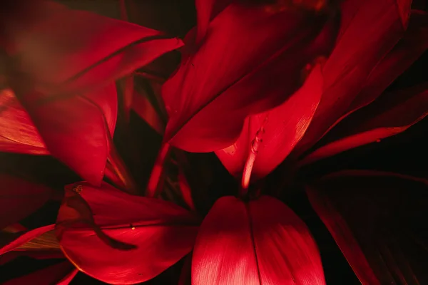 Krásný Výhled Rostlinné Listy Červeným Pozadím — Stock fotografie