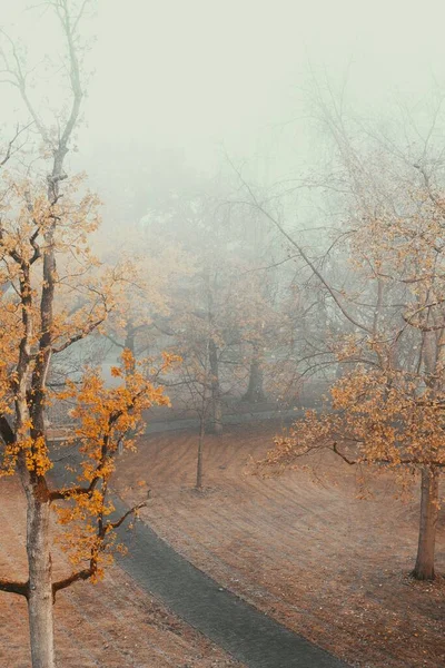 Uma Bela Vista Árvores Altas Com Folhas Amarelas Lado Caminho — Fotografia de Stock